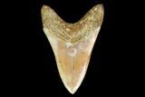 Serrated, Lower, Fossil Megalodon Tooth - Indonesia #149850-1